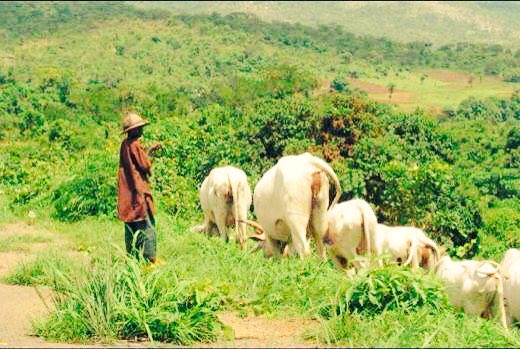 FCT Police summon farmers, herders’ leaders after security breach