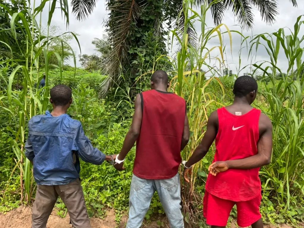 Police trace suspected marijuana operation to Nasarawa garden, arrest three men